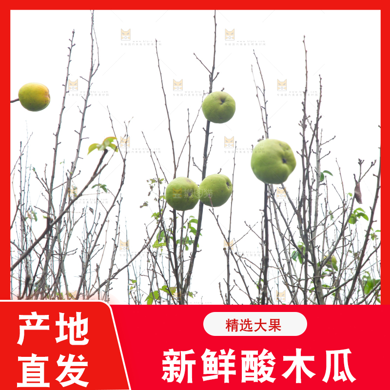 树上挂着酸木瓜