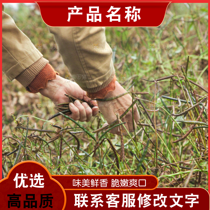 户外的野生绿豆