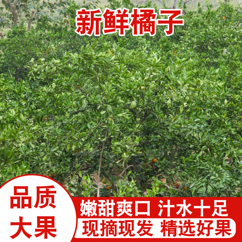 橘子种植基地