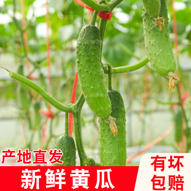 藤子上的小黄瓜