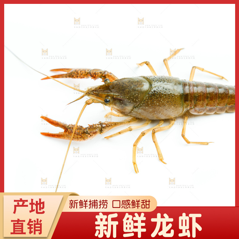 白底上的龙虾