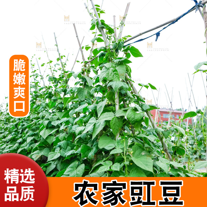 菜园里的豇豆
