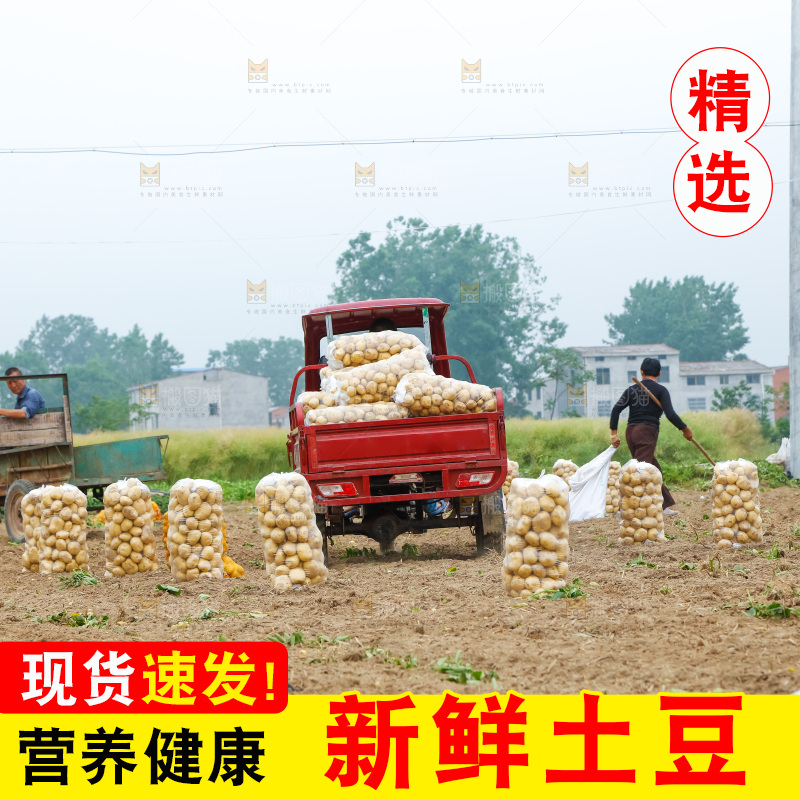 正在运输土豆