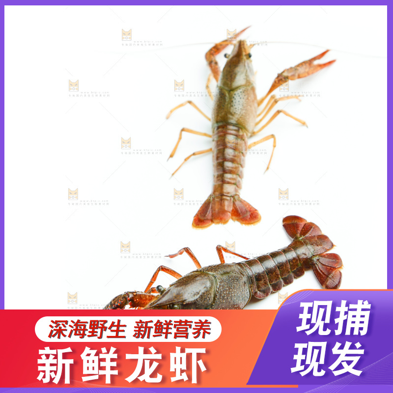 白底上的龙虾