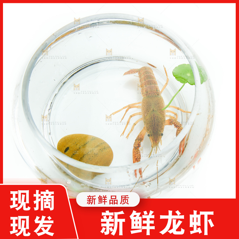 白底上的水缸里放着一只龙虾