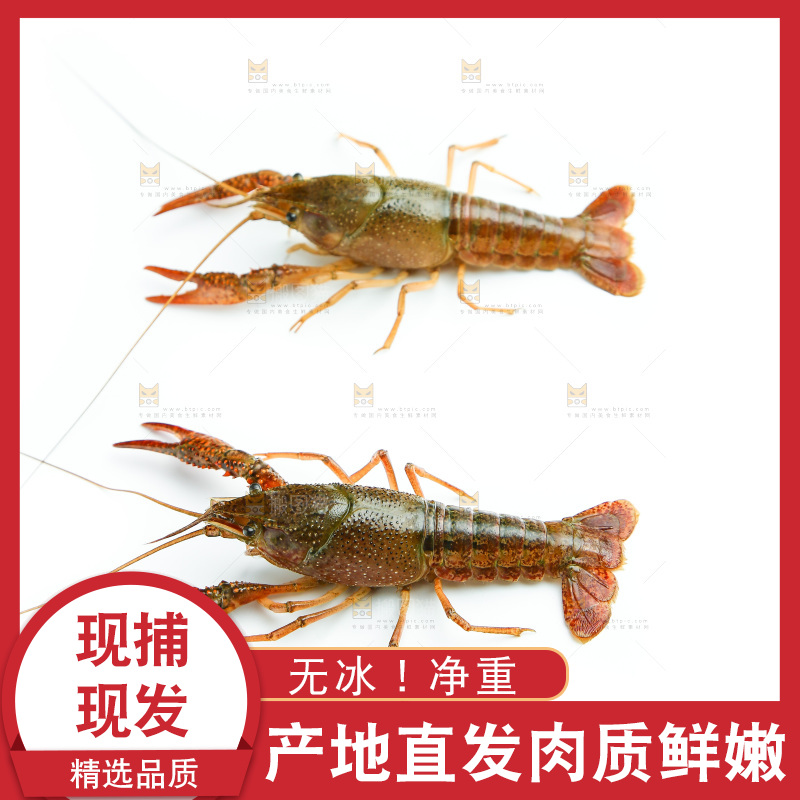 白底上放着小龙虾