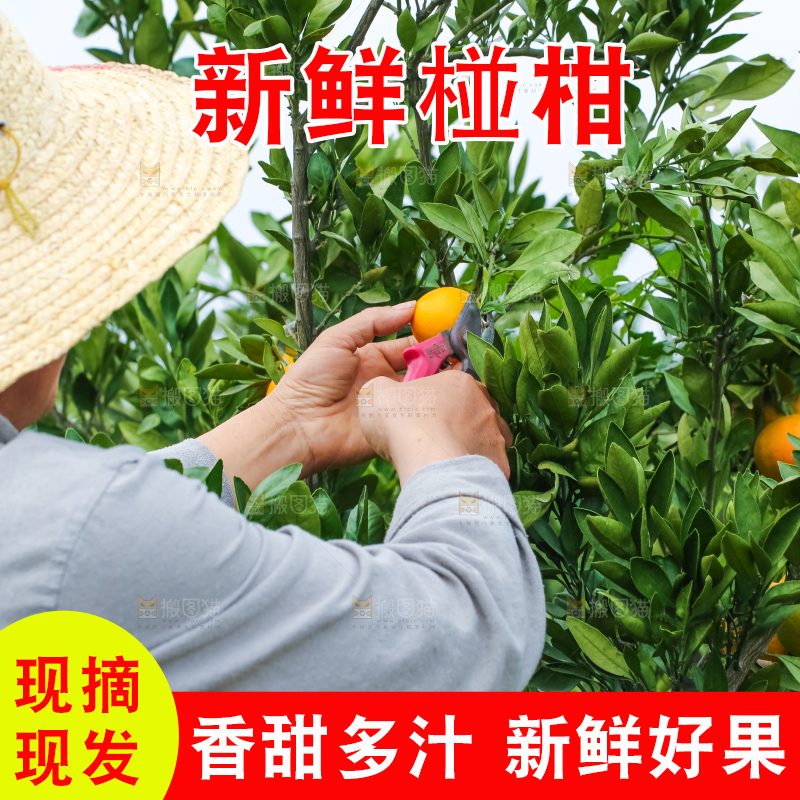 农民正在摘橘子