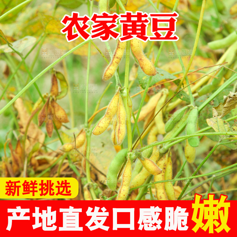 田里的黄豆