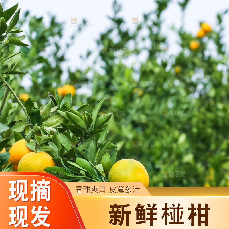 农民正在摘橘子