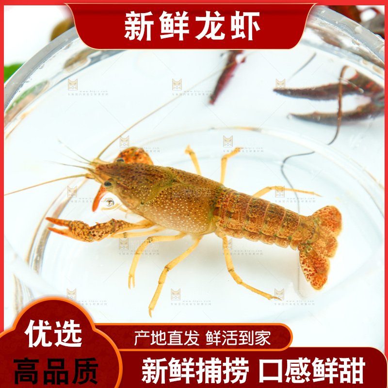 白底上的水缸里放着一只龙虾