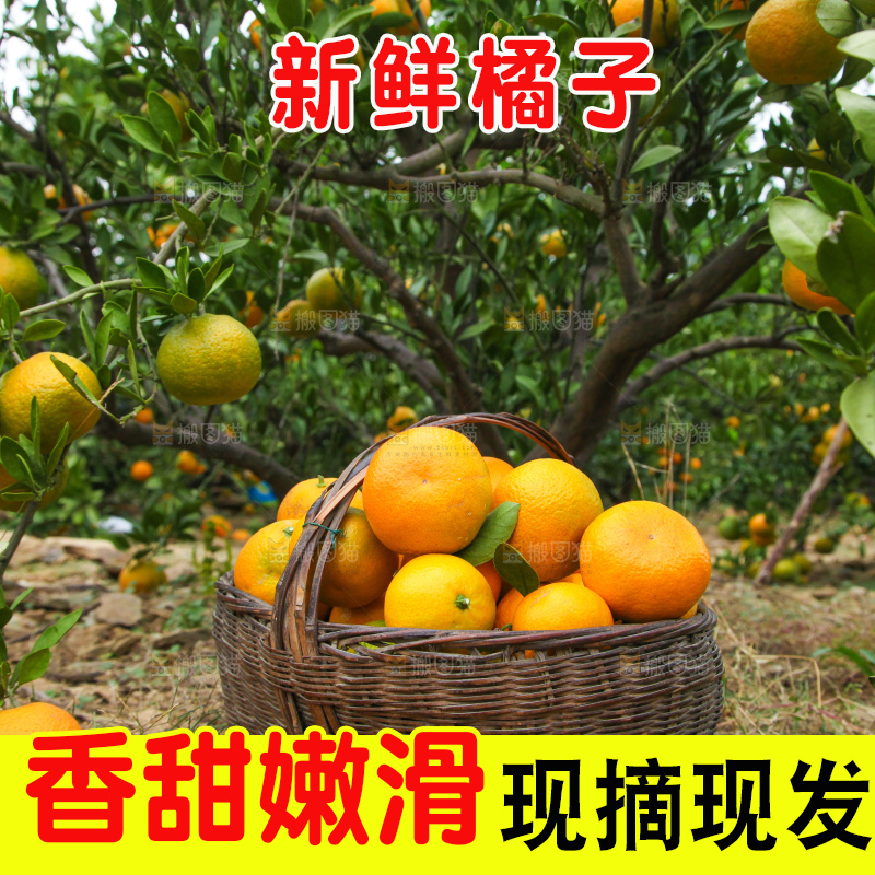 橘子种植园