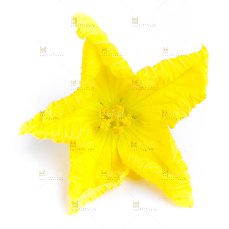 白底上放着一朵花