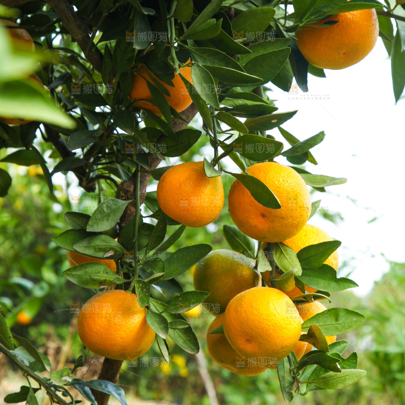 橘子种植基地