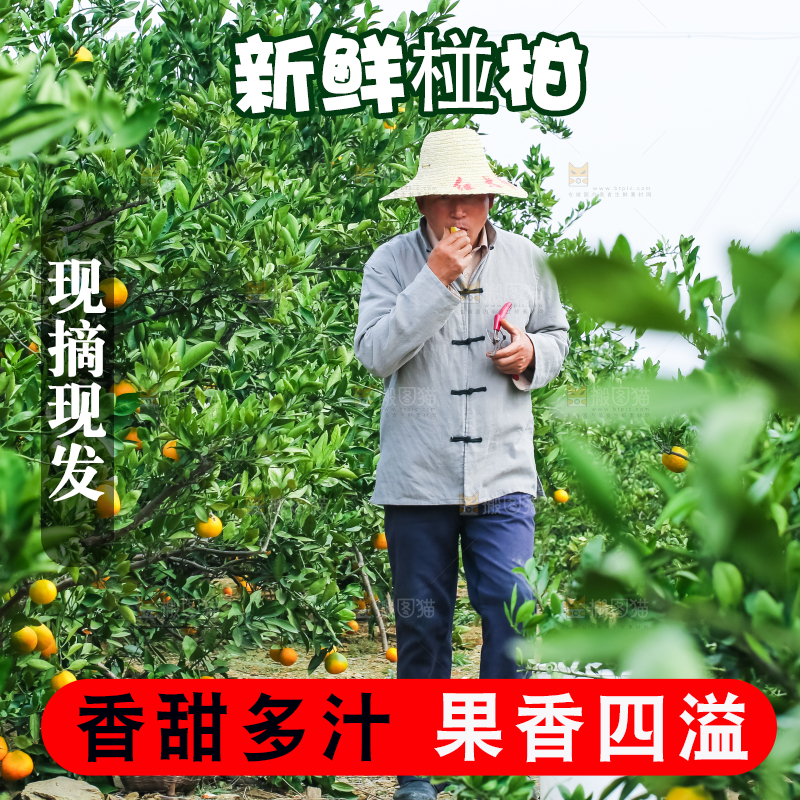 农民正在摘橘子
