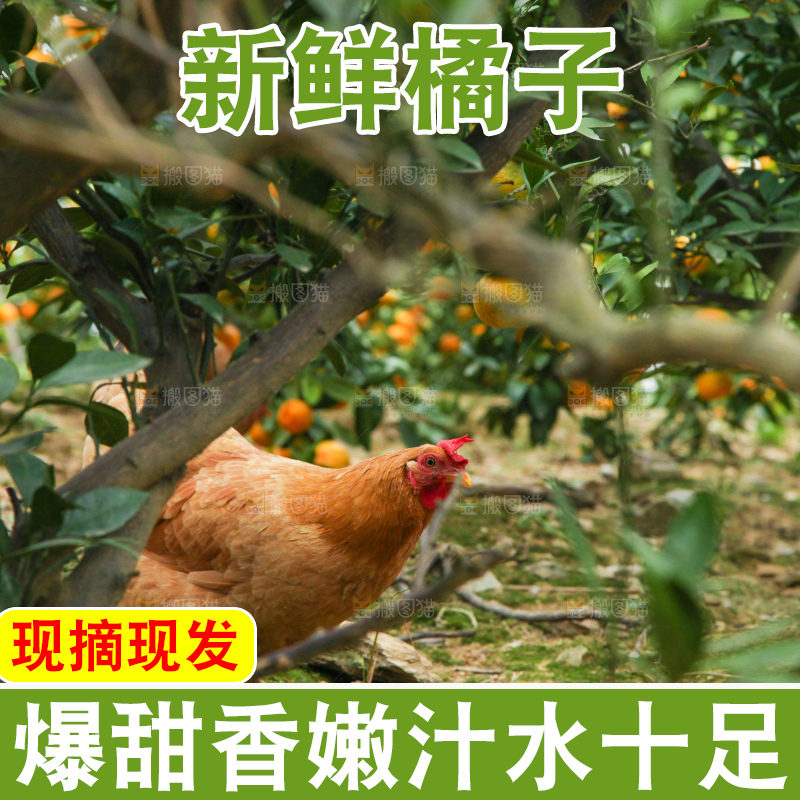 树上长着橘子