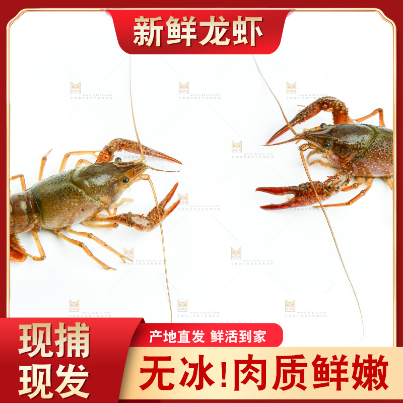 白底上放着小龙虾