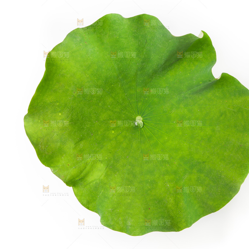 白底上的荷叶