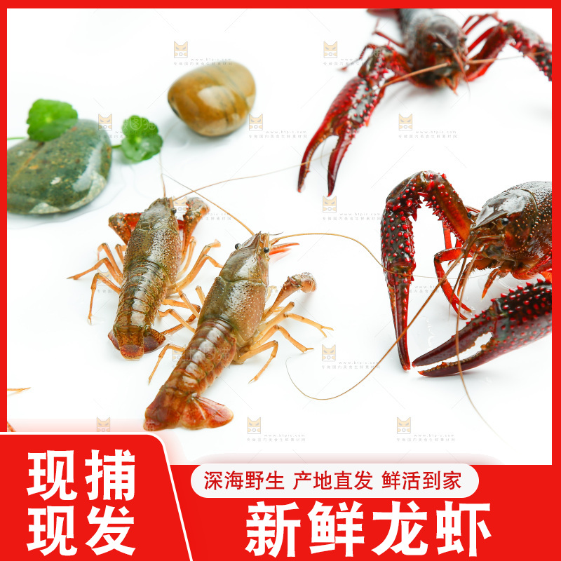 白底上放着小龙虾