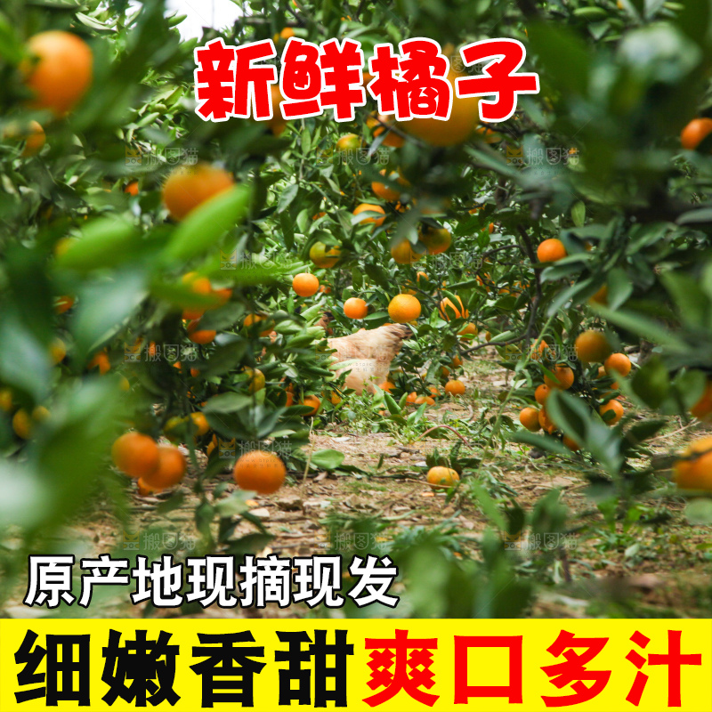 橘子种植基地