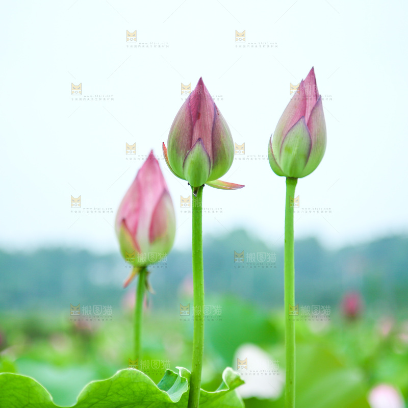 池塘里的一片荷花