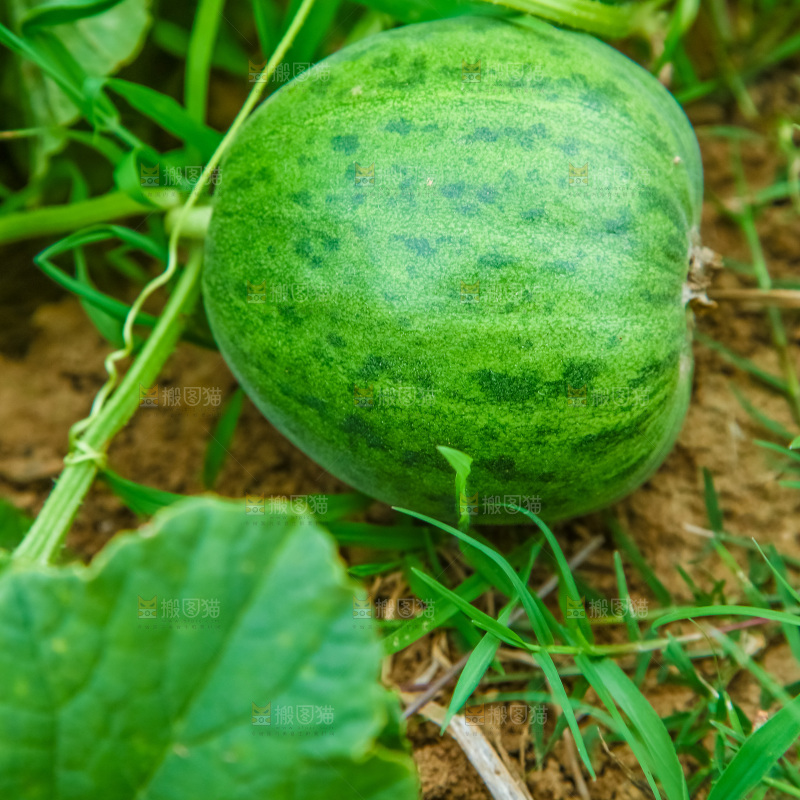 农田里种植的香瓜