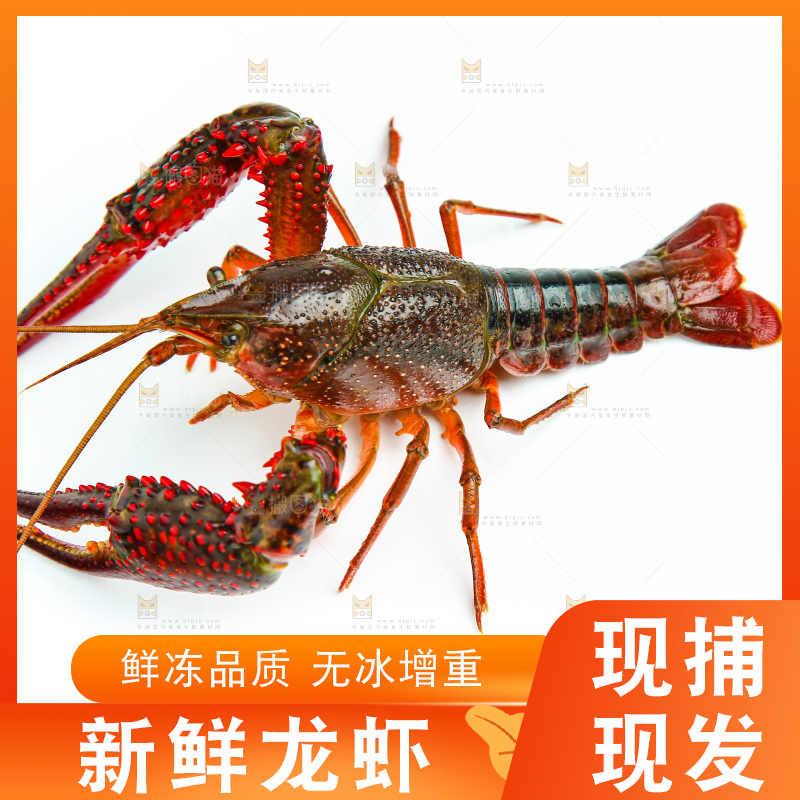 白底上放着一只龙虾