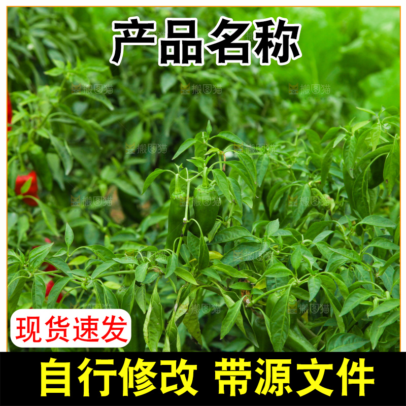 辣椒种植