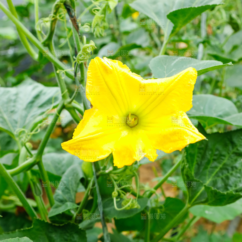 菜园里种着南瓜