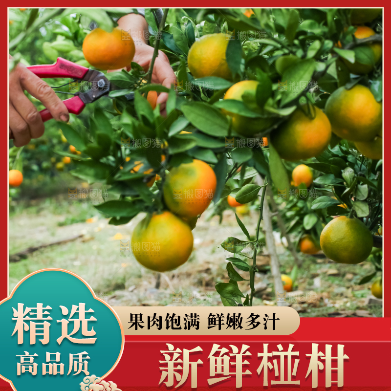 树上长着椪柑
