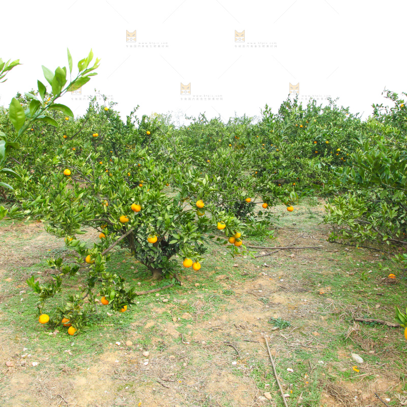 橘子种植基地
