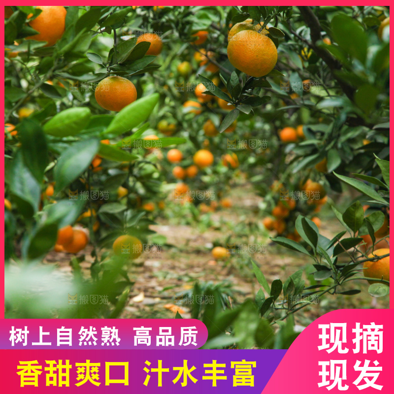 橘子种植基地