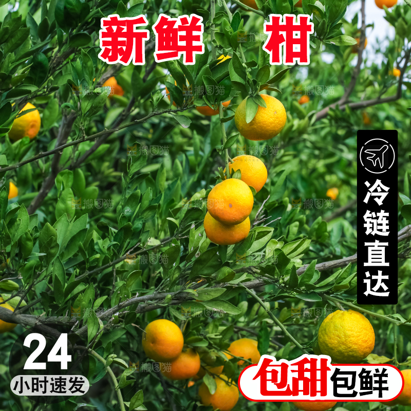 树上结着椪柑橘