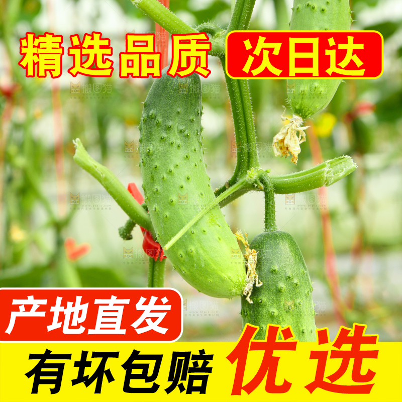 藤子上的小黄瓜