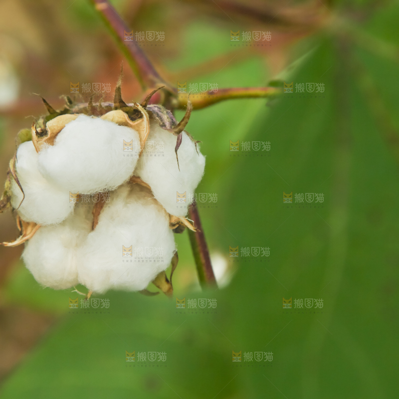 枝头上长着棉花
