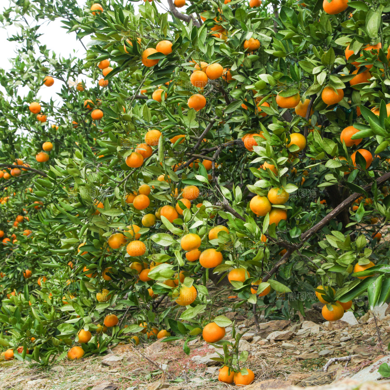 橘子种植基地