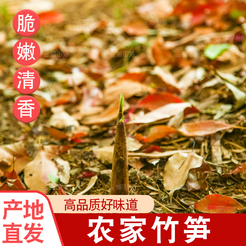 竹林里生长的笋尖