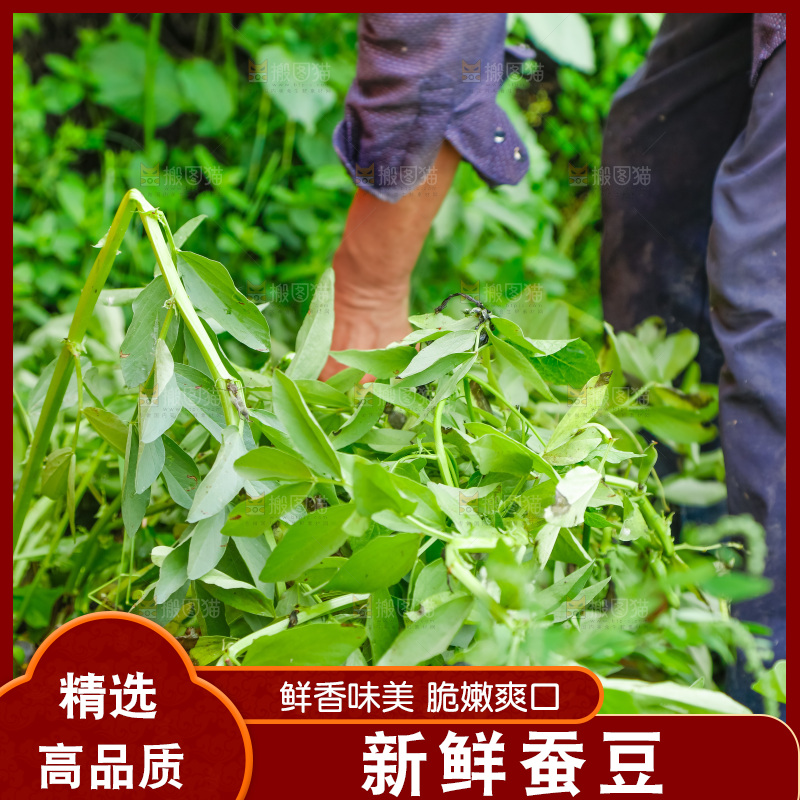 篮子里装着蚕豆