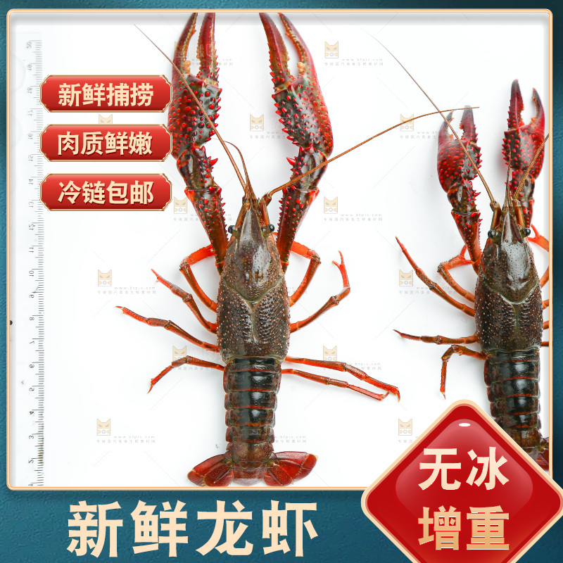 白底上的小龙虾
