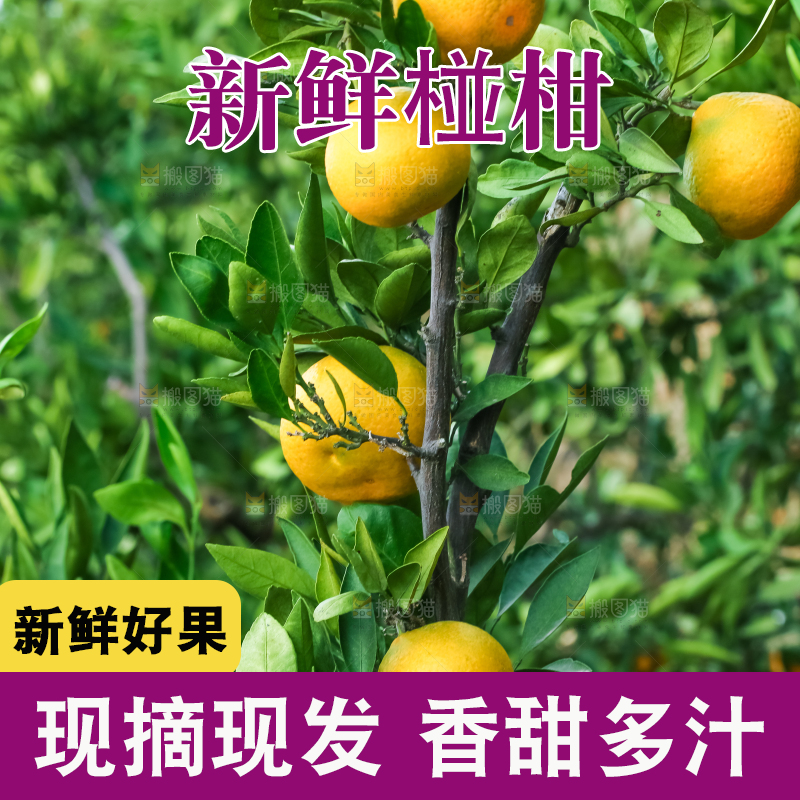 树上结着椪柑橘