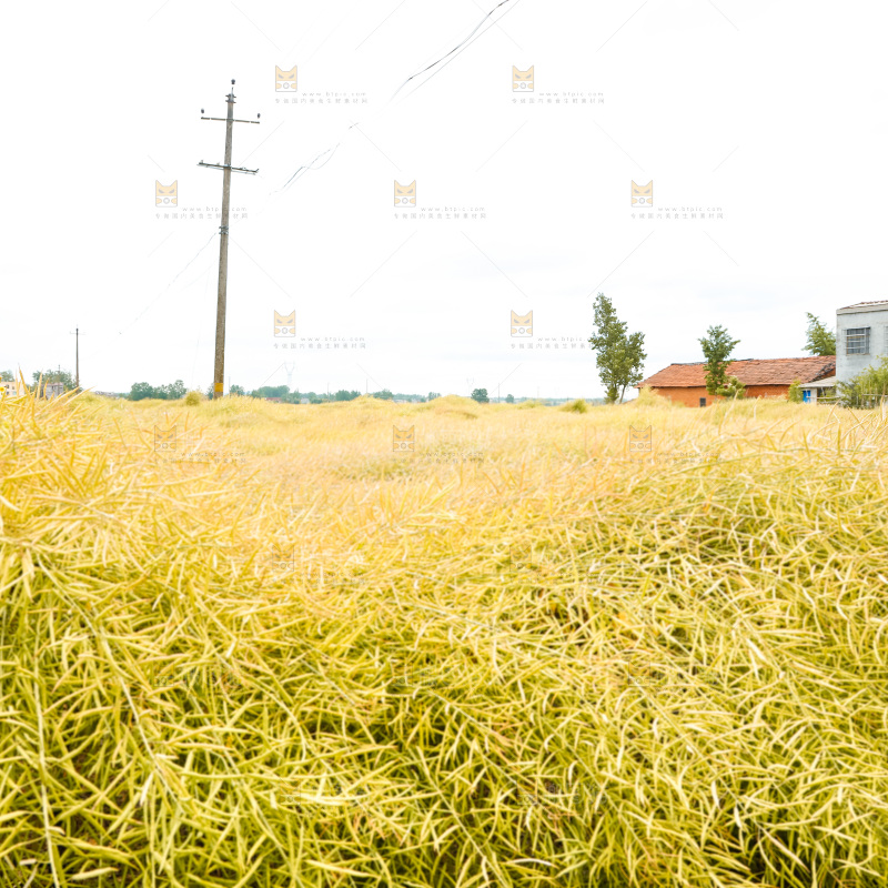 地里的油菜