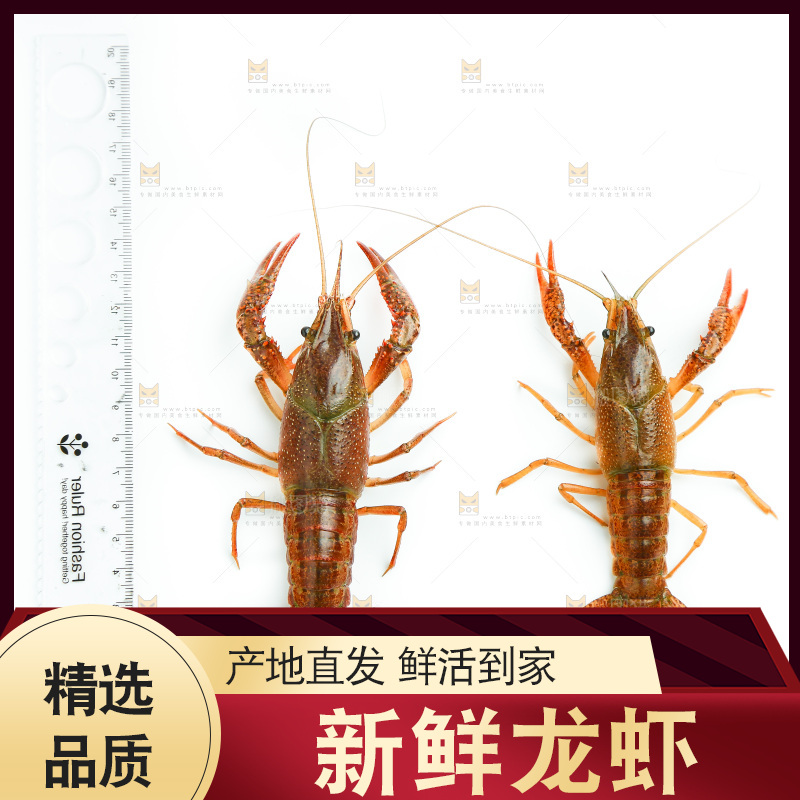 白底上的小龙虾