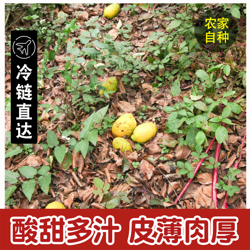 地上落着酸木瓜