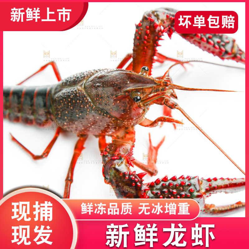 白底上横放着一只龙虾