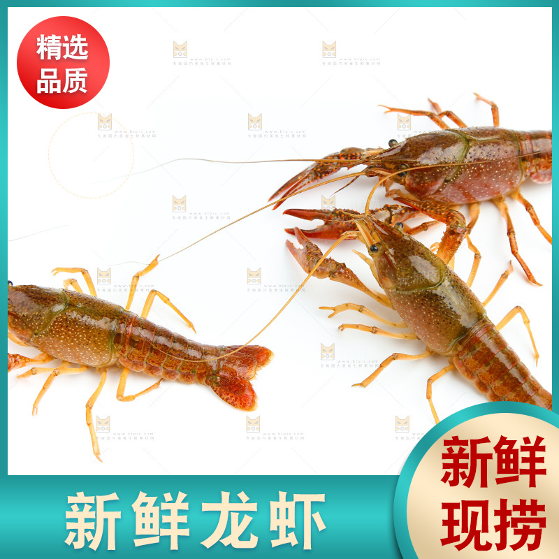 白底上放着三只小龙虾