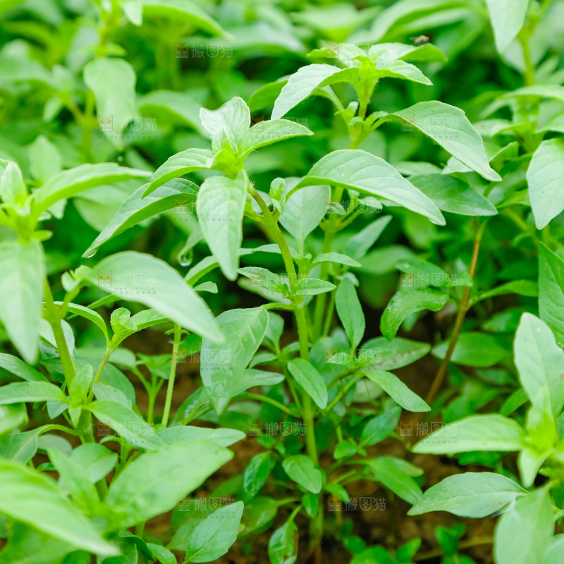 田里的荆芥