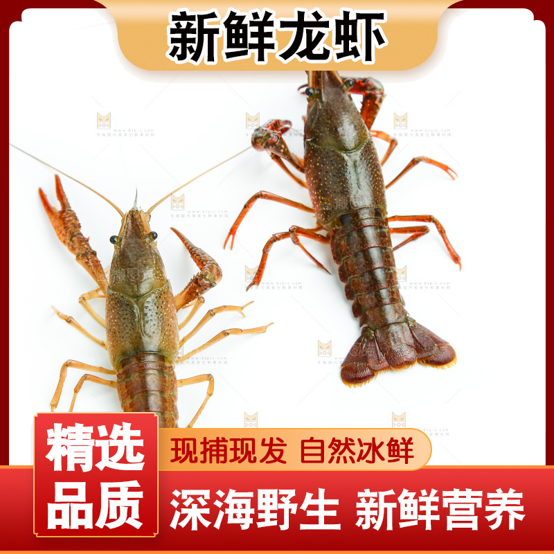 白底上的龙虾