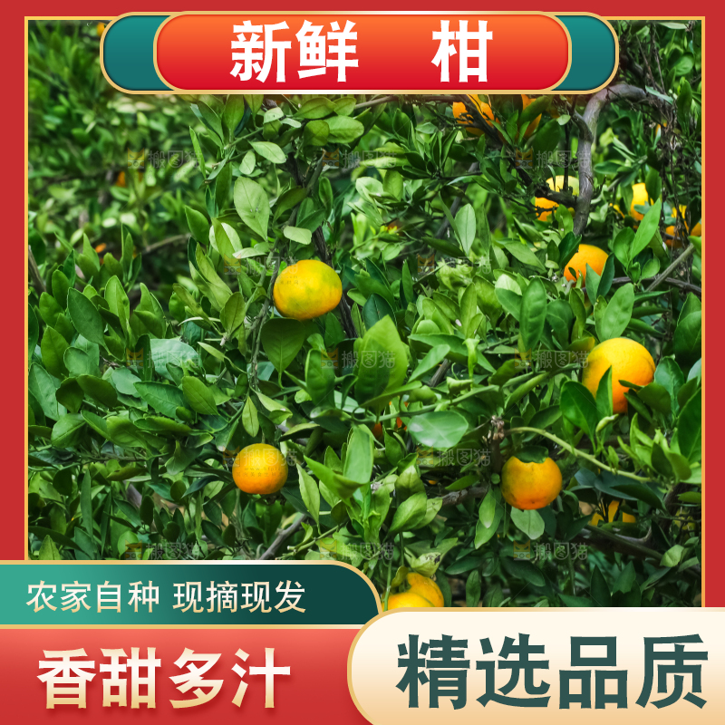 树上结着椪柑橘