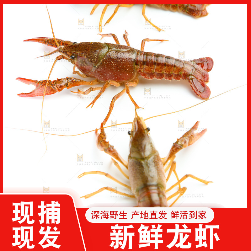 白底上放着三只小龙虾