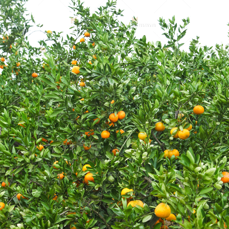 橘子种植基地