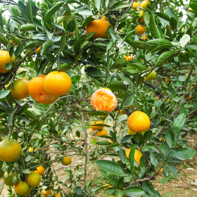 橘子种植基地